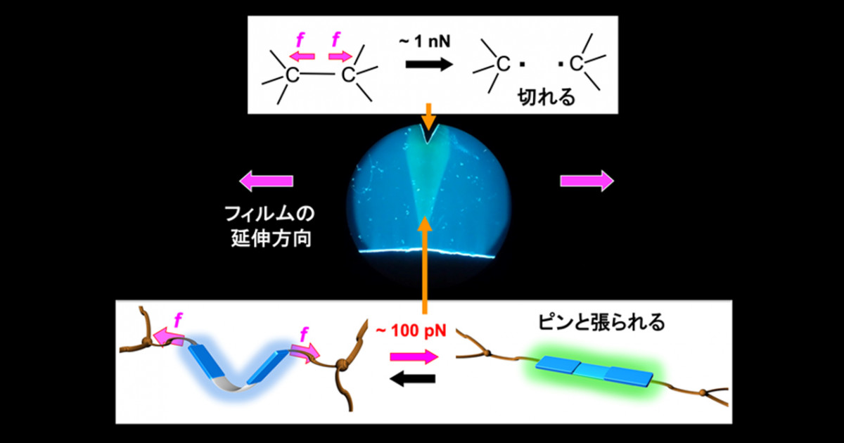 ピンと張られた分子鎖を定量する「羽ばたき型蛍光Force Probe」の開発 