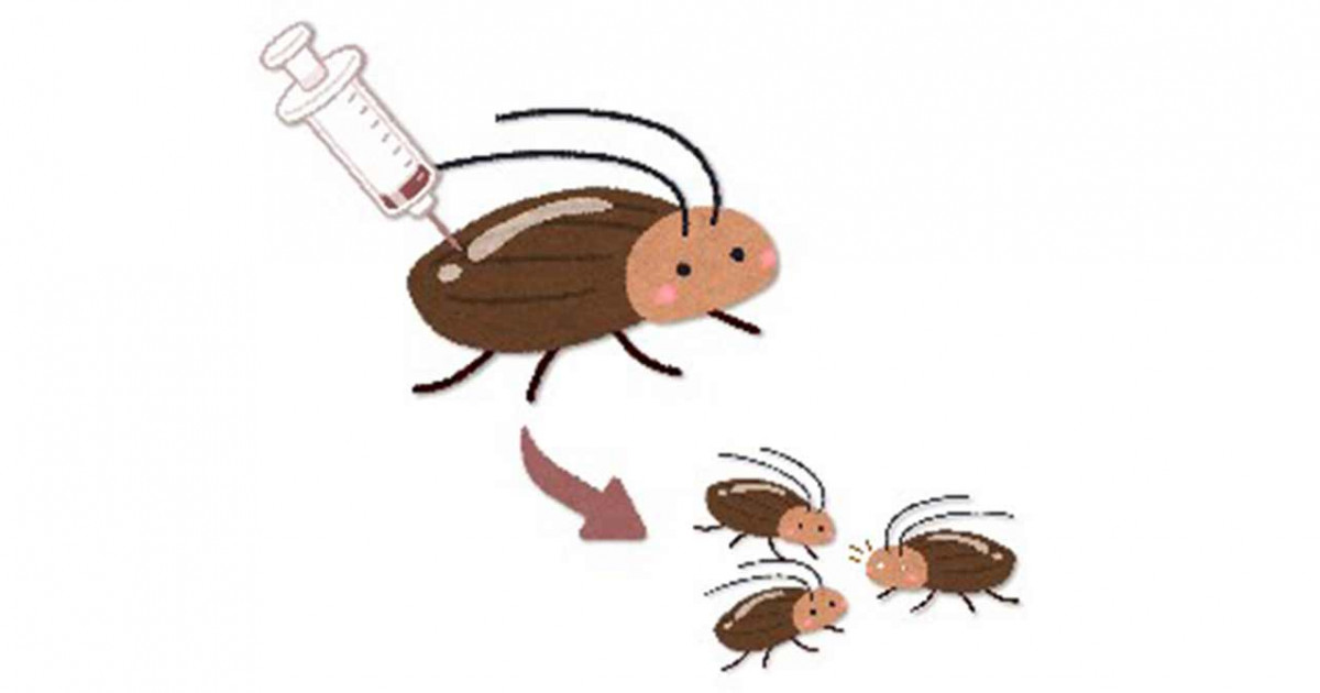 昆虫ゲノム編集のあたらしい形―成虫注射で「難敵」撃破― | 京都大学