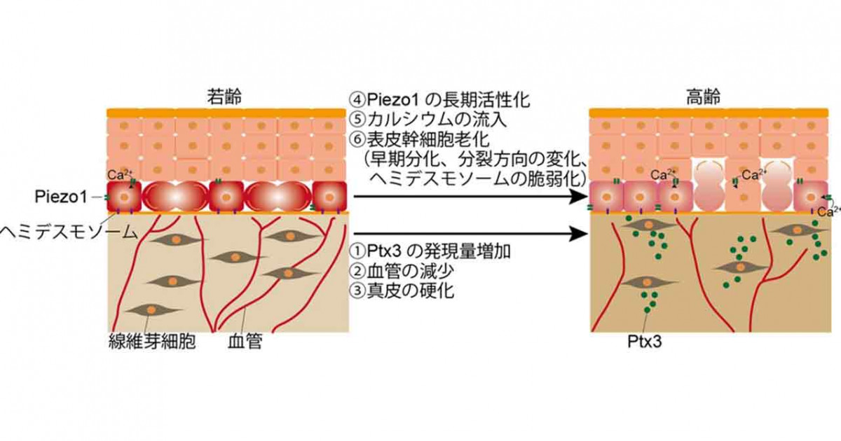 血管減少による真皮の硬化が表皮幹細胞の加齢変容を誘導する―皮膚老化 