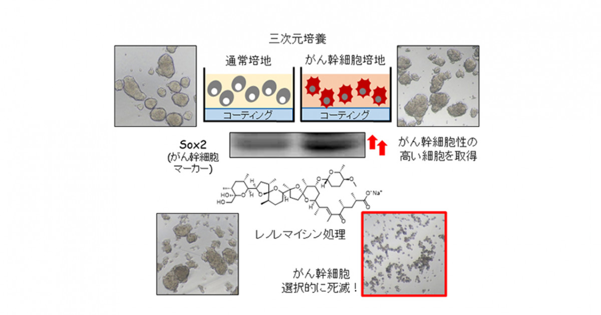 がんの親玉「がん幹細胞」を選択的に死滅させる中分子化合物を発見―がん幹細胞を標的とする新規抗がん剤シーズ開発に期待― | 京都大学