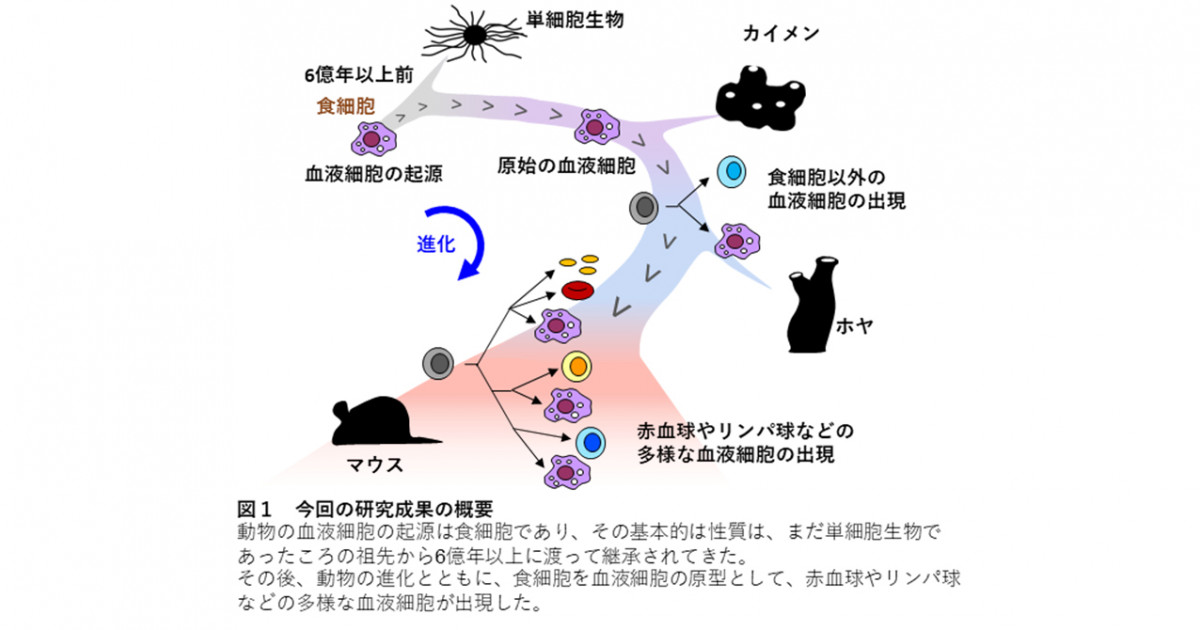 当店限定販売】 血球の起源 レア本 健康/医学 - groupsne.co.jp