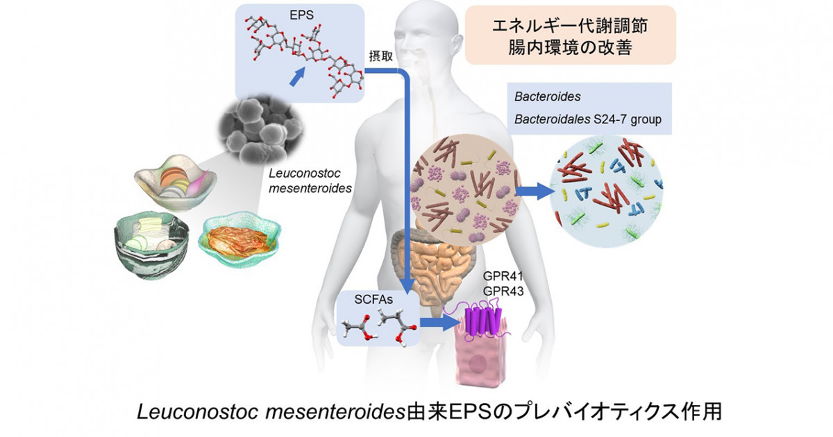 乳酸菌が作る菌体外多糖による腸内環境改善と肥満抑制―新世代ポストバイオティクス成分EPSの機能性とシンバイオティクス乳酸菌― | 京都大学