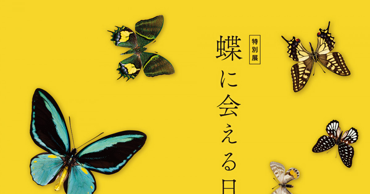杉峠（京都蝶の会会誌）1～14号 昆虫 蝶 京都 - 本、雑誌