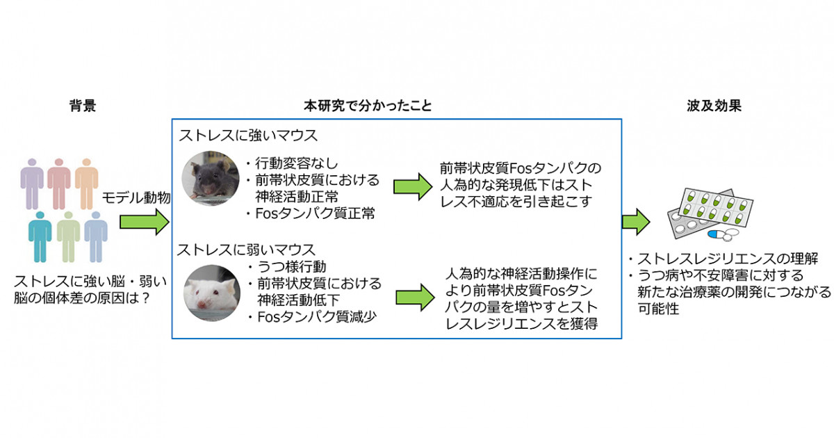 ストレスに強い脳と弱い脳のメカニズム解明～うつ病の脳のしくみ解明へ 