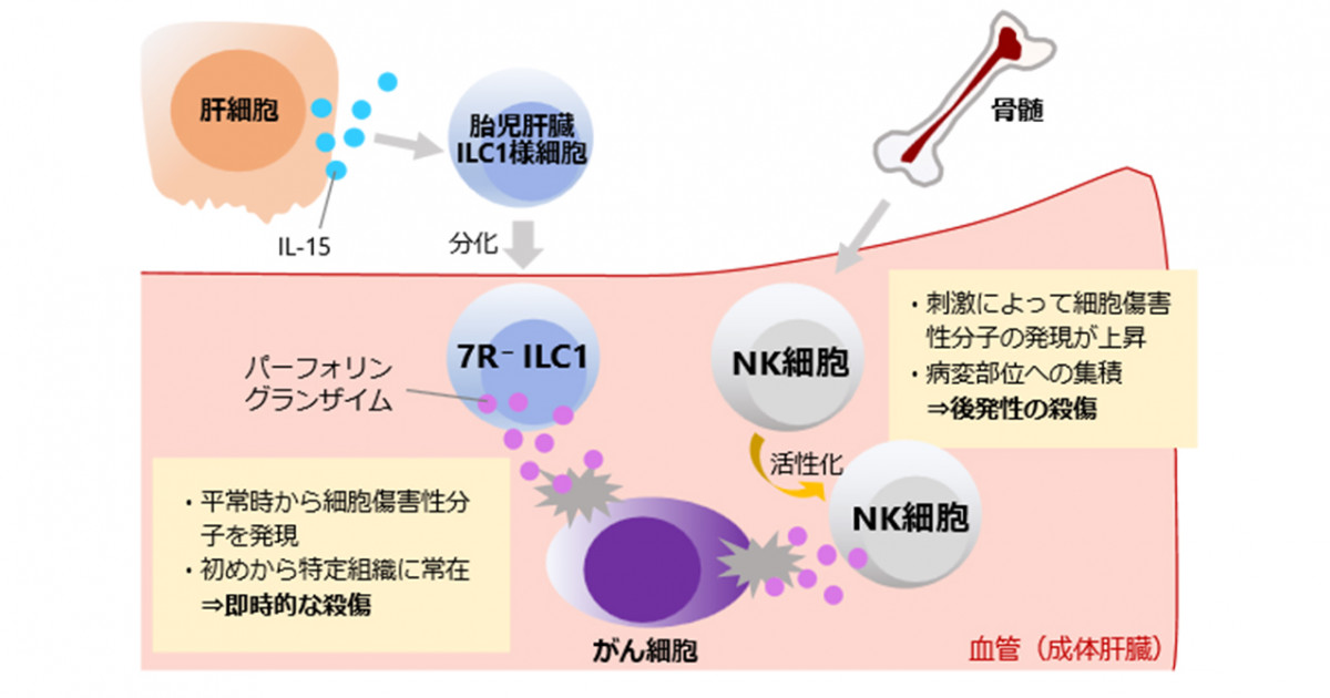 迅速な殺細胞活性を持つ自然リンパ球を同定―肝細胞ニッチが育む免疫監視担当細胞― | 京都大学