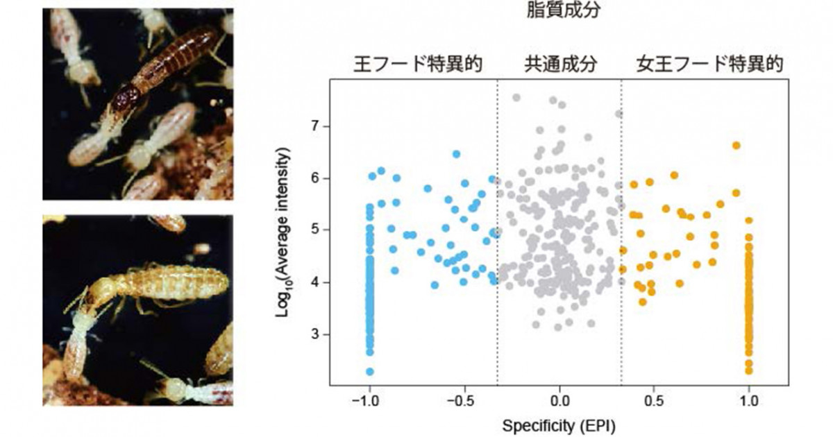 シロアリの王と女王の特別食を世界初解明―王と女王の繁殖と長寿を支えるロイヤルフード― | 京都大学