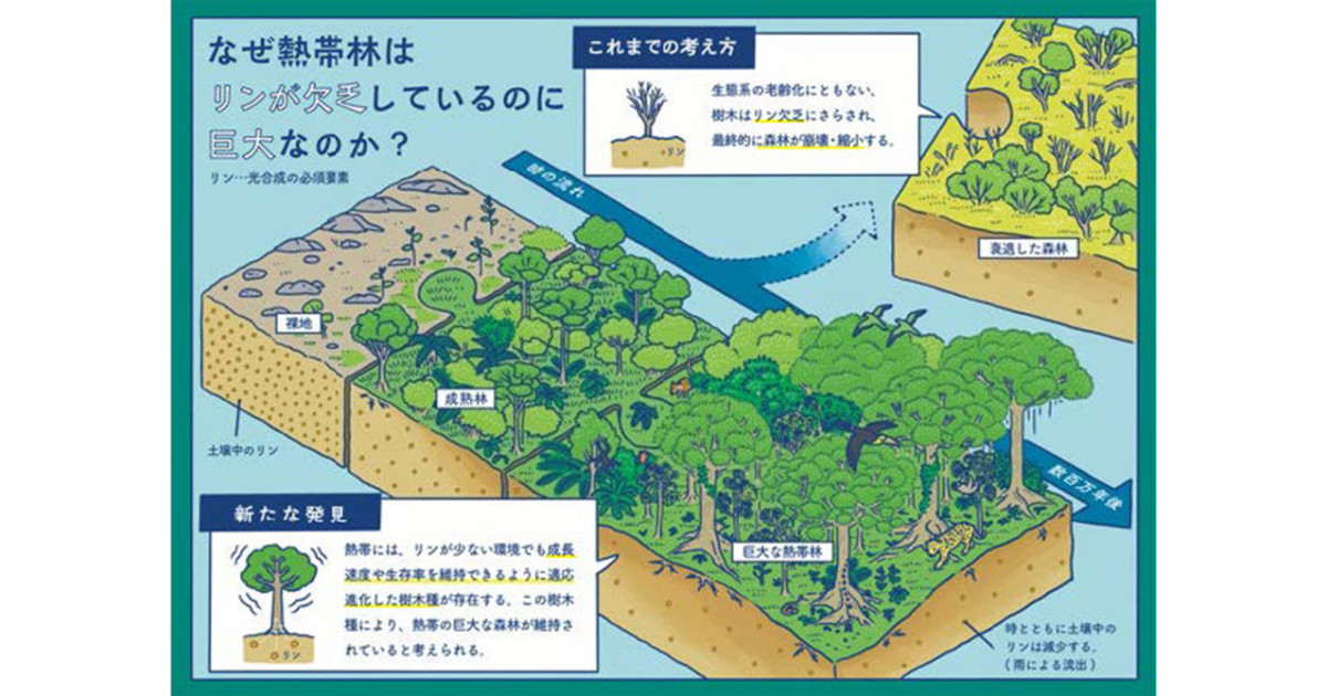 なぜ熱帯林は巨大なのか？―生態系の老齢化と共に進行するリンの欠乏vs樹木の適応― | 京都大学