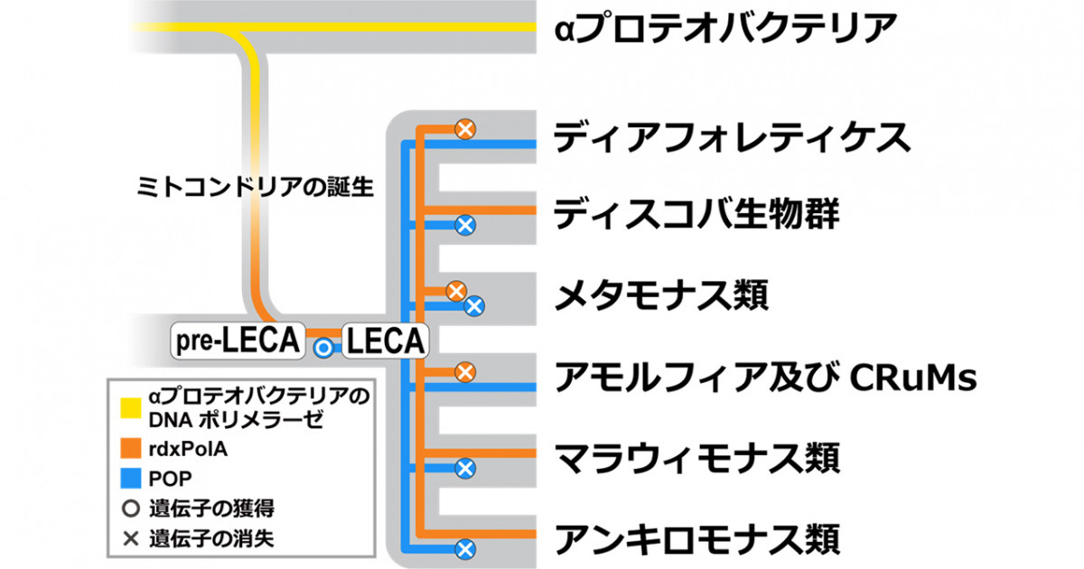 原始的ミトコンドリアDNA複製酵素の発見 | 京都大学