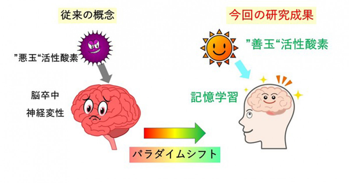 悪玉因子、活性酸素が記憶形成に必要であることを解明 ―抗酸化物質の