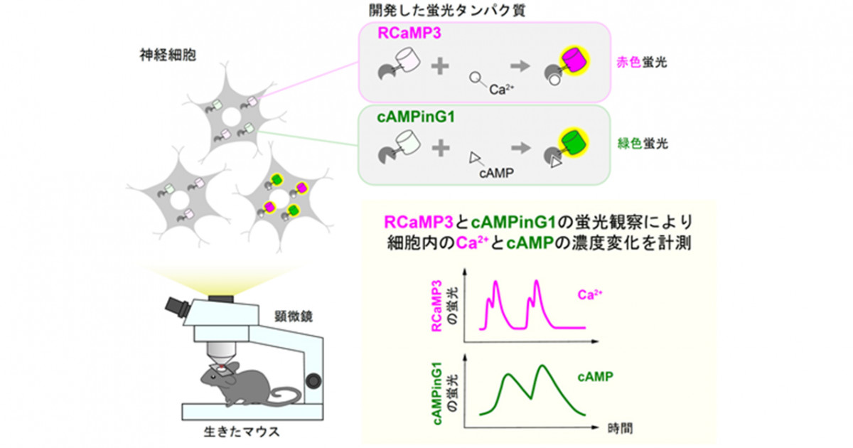 ca2 やその他の二次メッセンジャー