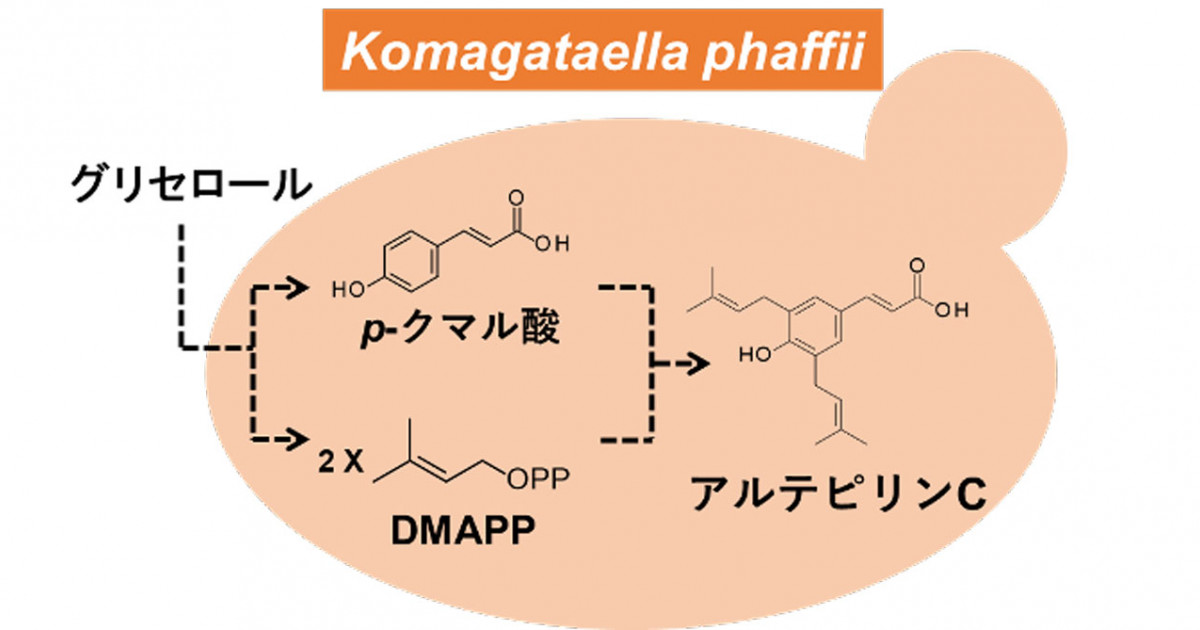 プロポリス主成分の微生物生産における世界最高値を10倍以上更新 | 京都大学