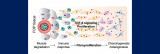 Preventing painful BMP-9-mediated flare-ups in fibrodysplasia ossificans progressiva