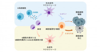 大脳の進化的起源に関わる機構をホヤで解明 ホヤはなぜ大脳をつくれないのか 京都大学