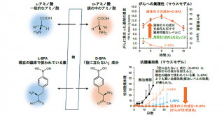 テラヘルツ光照射による細胞内タンパク質重合体の断片化を解明 －THzパルス光が衝撃波として生体内部へ到達する可能性－ | 京都大学