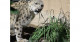 Can big cats sing parsley, sage, rosemary, and thyme?